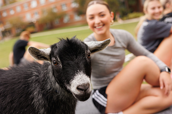 Goat Yoga 1023 BS-31179