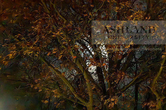 CABHauntedHouse_MC_1244