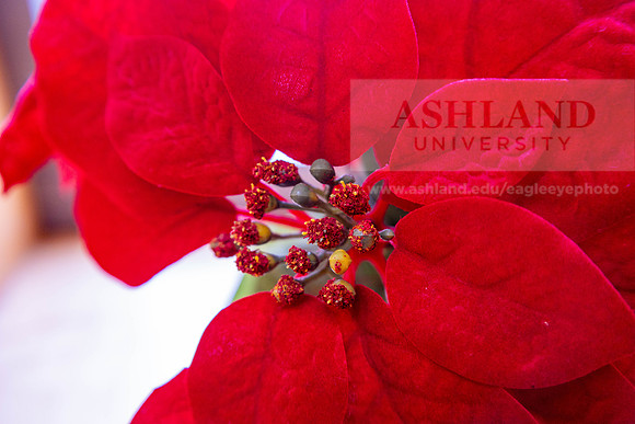 HolidayDecor120923MC_6151