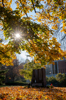 FallLeavesALW_3738