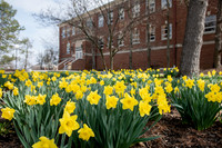 SpringFlowers0320ALW_8568