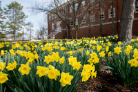 SpringFlowers0320ALW_8575