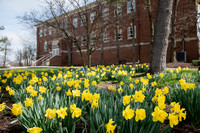 SpringFlowers0320ALW_8588