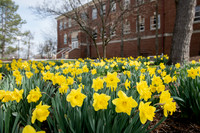 SpringFlowers0320ALW_8570