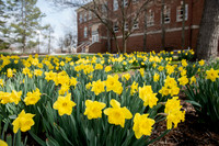 SpringFlowers0320ALW_8573