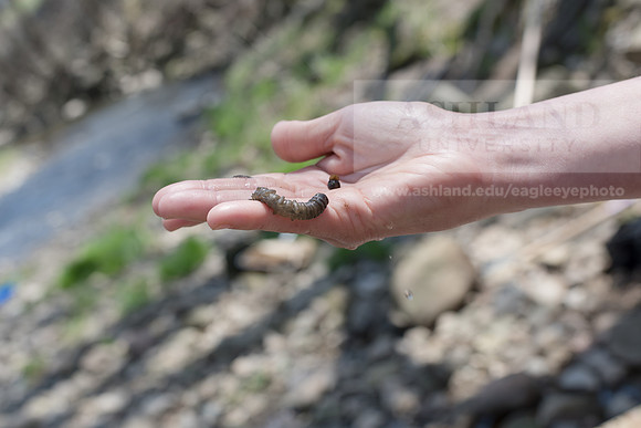 Biology Stream Clean Up - Canfield Preserve