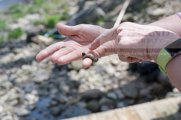 Biology Stream Clean Up - Canfield Preserve