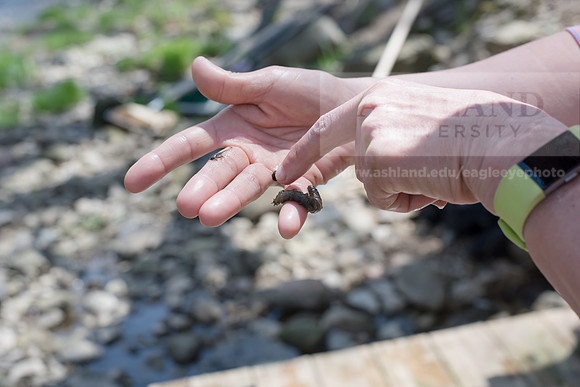 Biology Stream Clean Up - Canfield Preserve