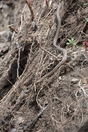 Biology Stream Clean Up - Canfield Preserve
