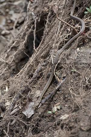 Biology Stream Clean Up - Canfield Preserve