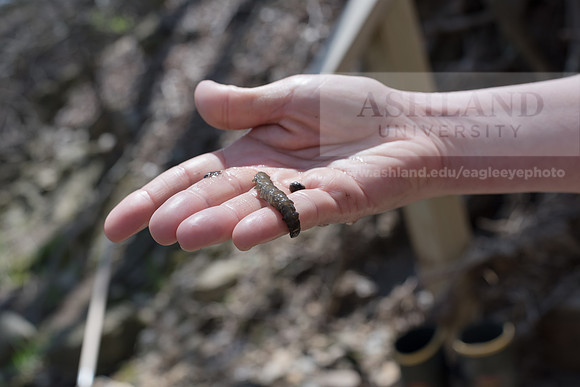 Biology Stream Clean Up - Canfield Preserve