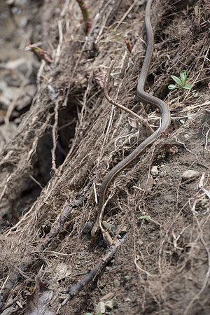 Biology Stream Clean Up - Canfield Preserve