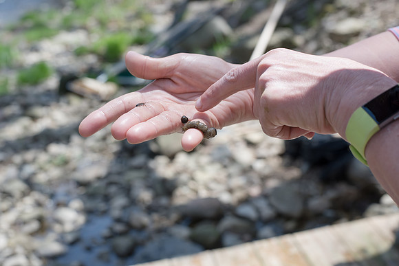 Biology Stream Clean Up - Canfield Preserve