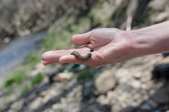 Biology Stream Clean Up - Canfield Preserve