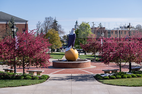 EagleOldAbeSpring0421ALW_7542