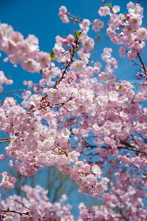 SpringBlossoms0415ALW_1423