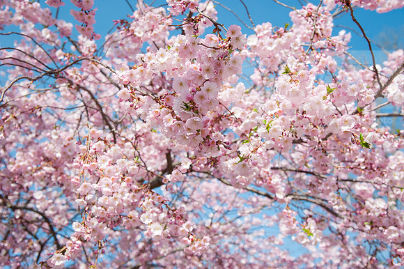 SpringBlossoms0415ALW_1420