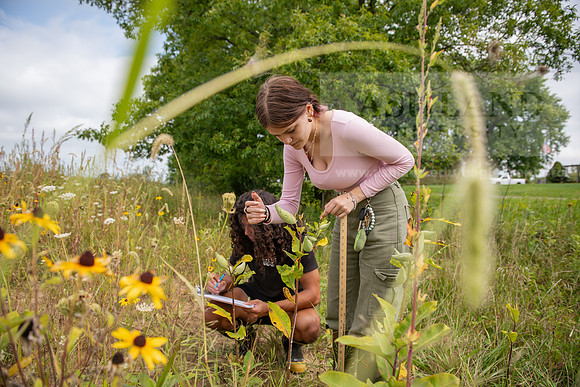 Biology_Saunders_BlackFork_Milkweed0923AWB_3688