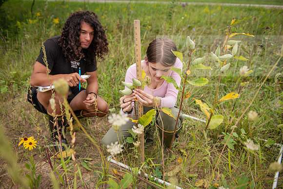 Biology_Saunders_BlackFork_Milkweed0923AWB_3735