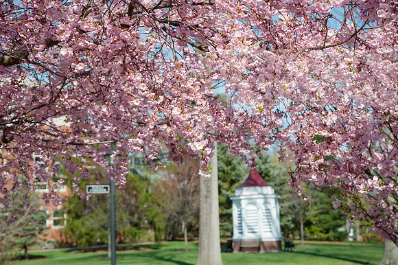 SpringBlossoms0415ALW_1417