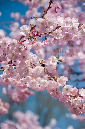 SpringBlossoms0415ALW_1427