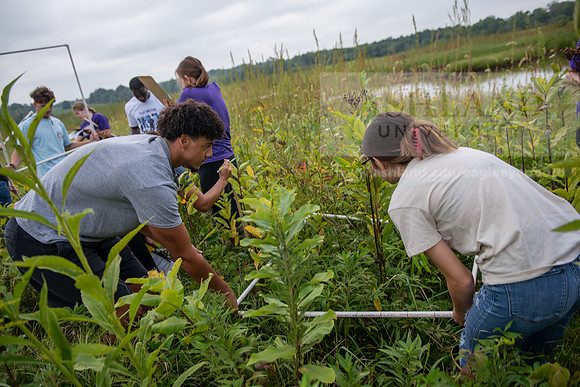 Biology_Saunders_BlackFork_Milkweed0923AWB_3570