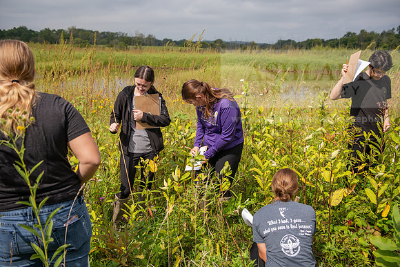 Biology_Saunders_BlackFork_Milkweed0923AWB_3663