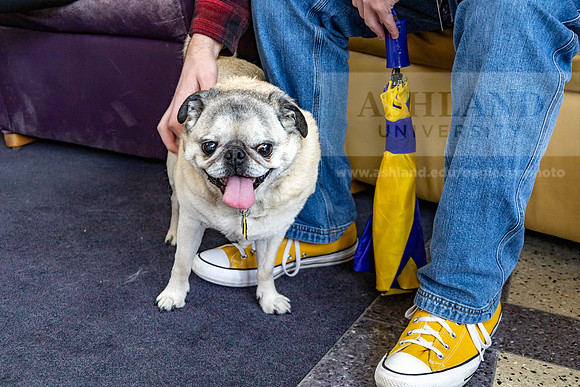DestresswithAnimals0424MC__1315
