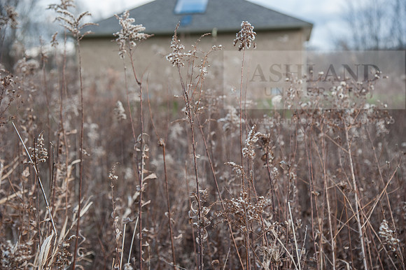 Black Fork Wetlands