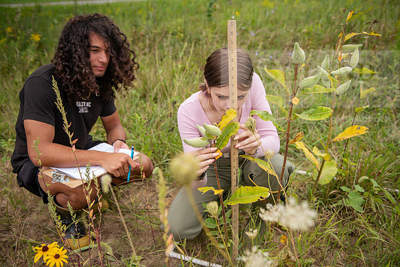 Biology_Saunders_BlackFork_Milkweed0923AWB_3723