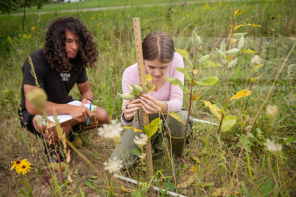 Biology_Saunders_BlackFork_Milkweed0923AWB_3727
