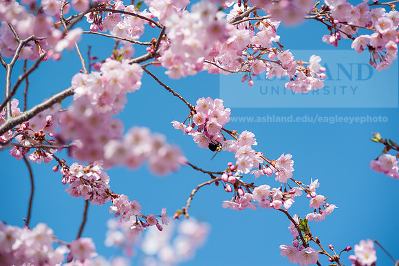 SpringBlossoms0415ALW_1437