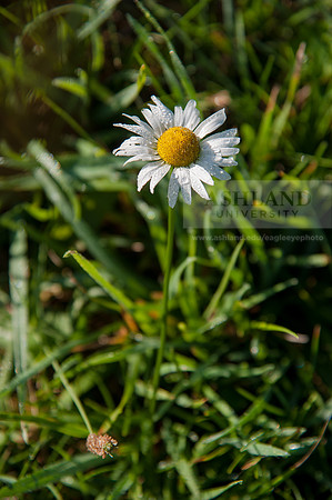 Black Fork Wetlands