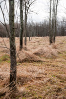 Black Fork Wetlands