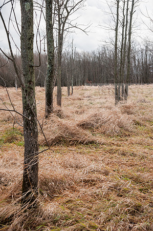 Black Fork Wetlands