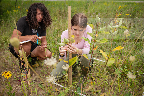 Biology_Saunders_BlackFork_Milkweed0923AWB_3729