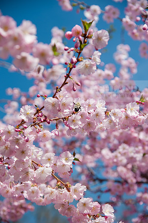 SpringBlossoms0415ALW_1425