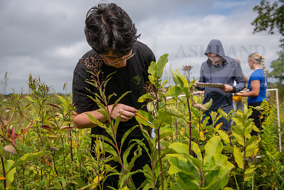 Biology_Saunders_BlackFork_Milkweed0923AWB_3668