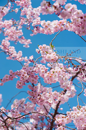 SpringBlossoms0415ALW_1447
