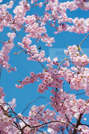 SpringBlossoms0415ALW_1441