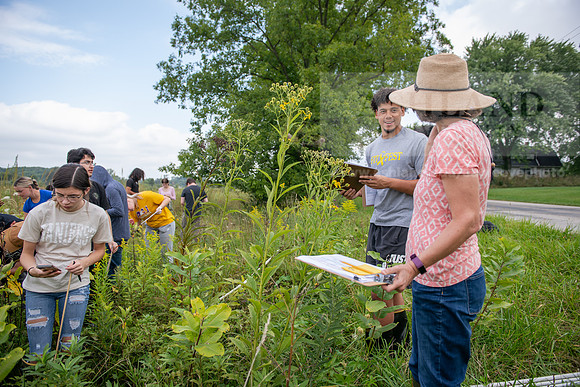 Biology_Saunders_BlackFork_Milkweed0923AWB_3535